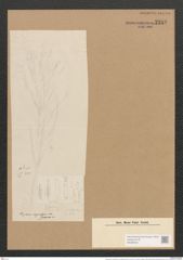 Schizonema corymbosum var. japonicum Grun. (de-Toni-Nr.: Genus 20, Species 1204) Zeichnungen Sammlung Grunow Nr. 2310 (NHMW-BOT-W0369433)